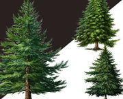 Forest Trees Illustration, Greenery Christmas Png Clipart