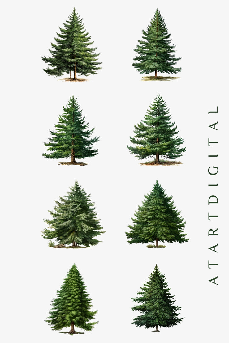 Forest Trees Illustration, Greenery Christmas Png Clipart