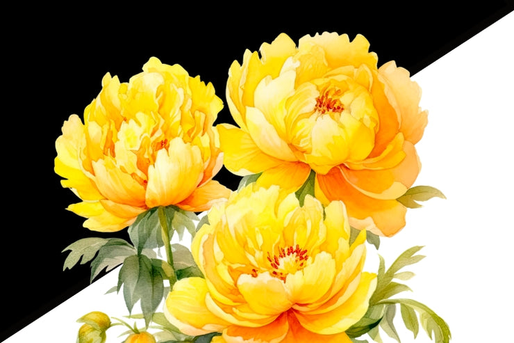 Yellow Peonies PNG Digital Download