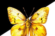 Yellow Butterfly PNG Digital Download