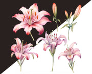 Watercolor Lilies Flowers Png Clipart