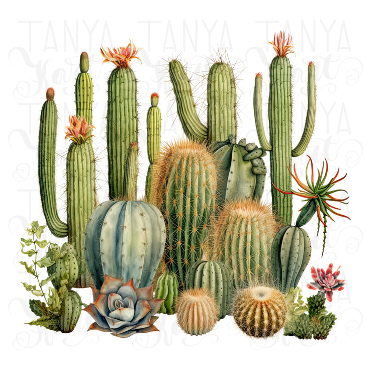 Mexican Succulent PNG Image